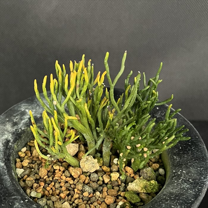 楽天市場】【現品販売】松葉蘭 青龍角 3.5号観音鉢 マツバラン 古典