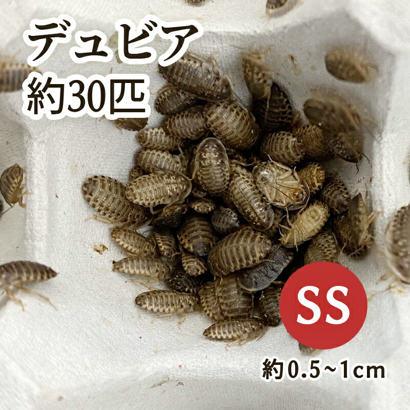 楽天市場】冷凍デュビアの通販