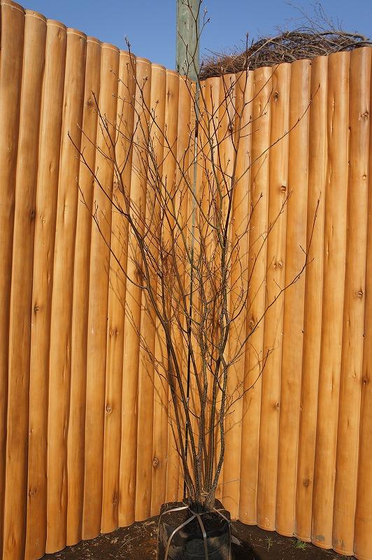 楽天市場】クロモジ（黒文字） 株立 樹高2.0m前後 露地苗 低木 落葉樹