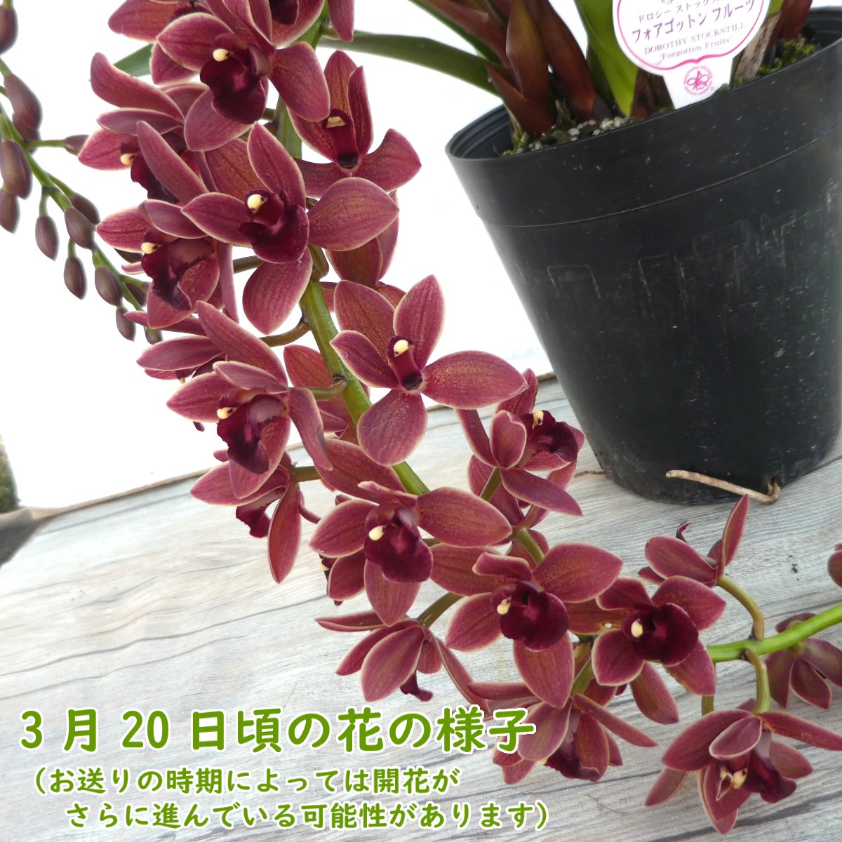 楽天市場】【 花芽3つ付き 】 シンビジウム 原種 「 フォアゴットン