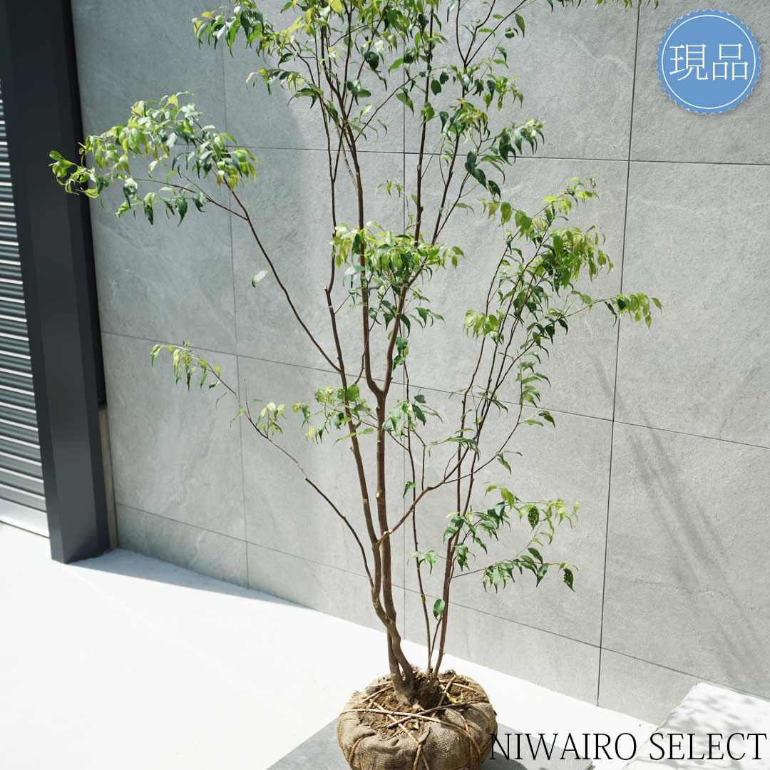 楽天市場】【現品】山採り【ハイノキ】株立ち 自然風樹形 樹高H≒190