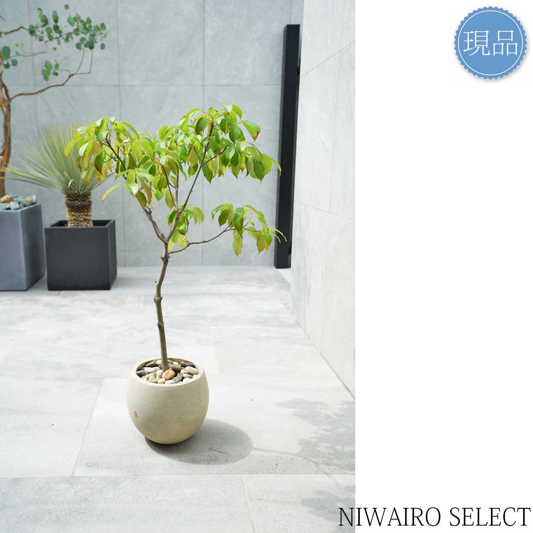 楽天市場】鉢植え【常緑ヤマボウシ】ホンコンエンシス 月光 自然風樹形