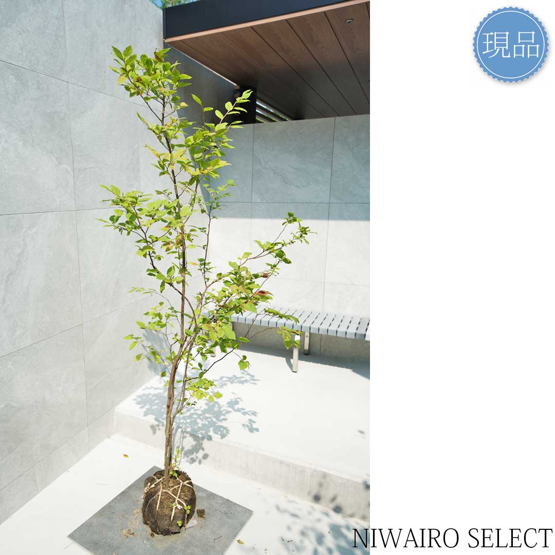 楽天市場】【現品】山採り【ナツハゼ】夏櫨 本株立ち 自然風樹形 樹高H