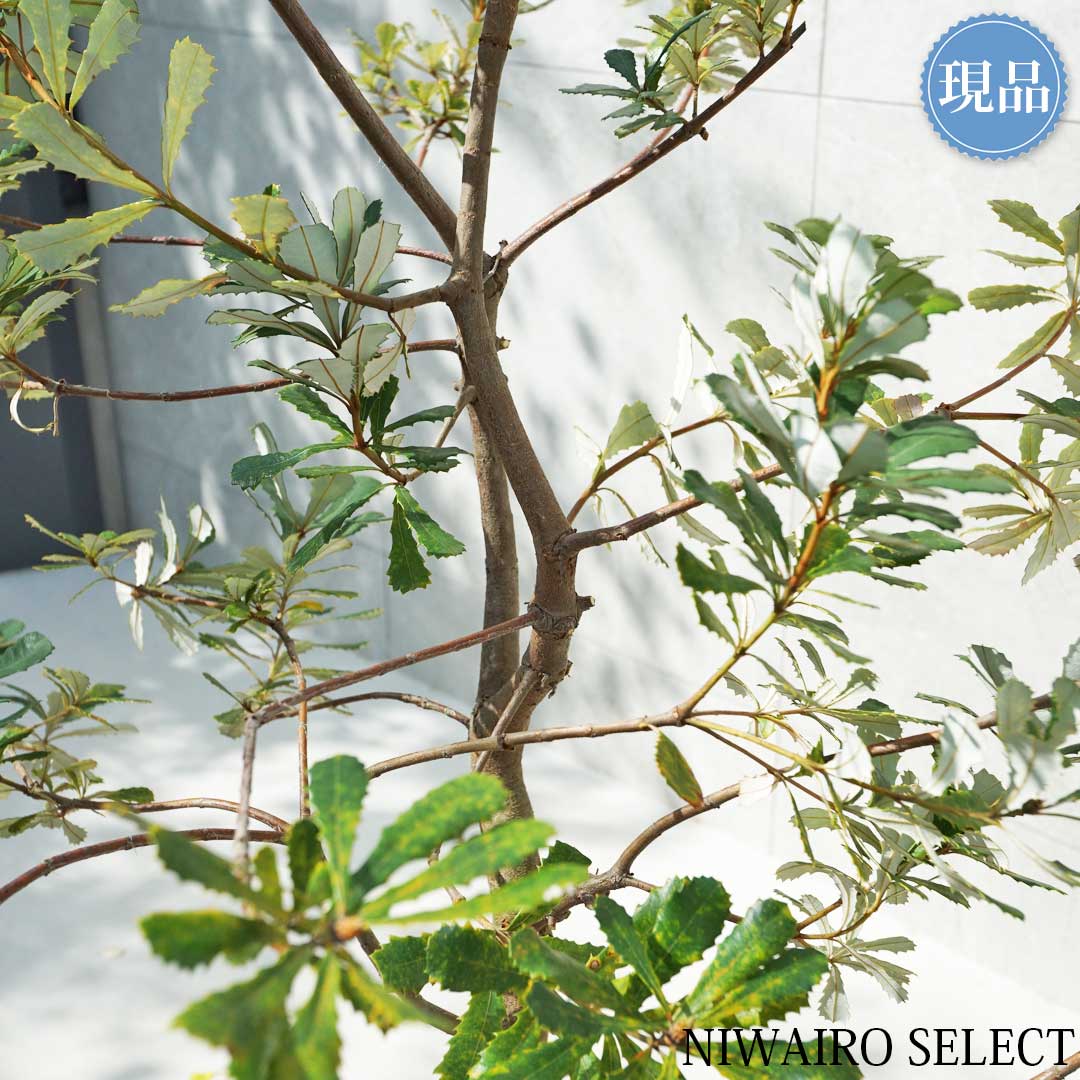 楽天市場】【現品】【バンクシア】コーストバンクシア オージー