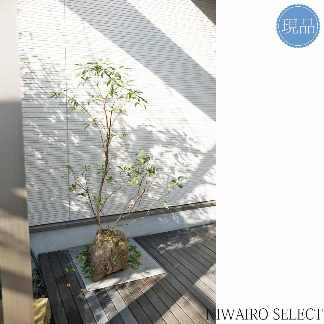 楽天市場】【現品】山採り【アセビ】白花 馬酔木 株立ち 自然風樹形