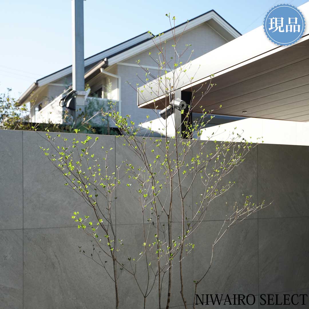 アブラツツジ 3本立ち 山採り 楽天市場】【現品】山採り【アブラツツジ