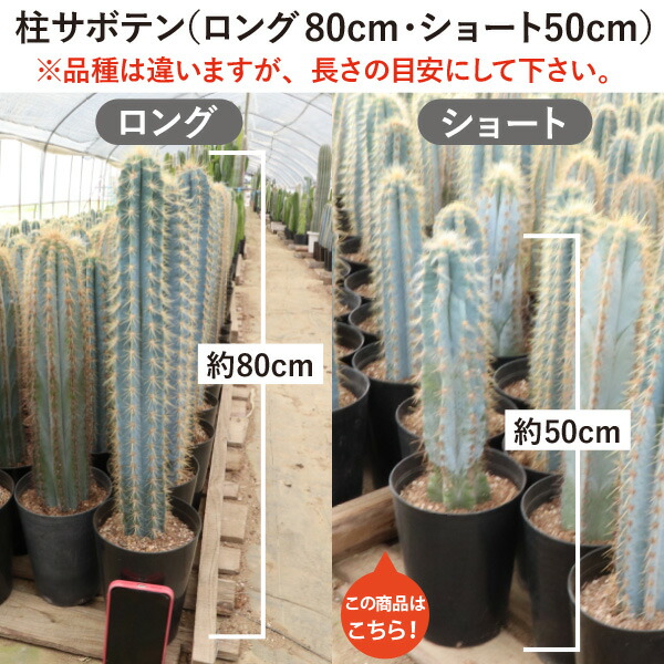 楽天市場】選べる3個セット！ 柱サボテン ショートタイプ（鉢下から