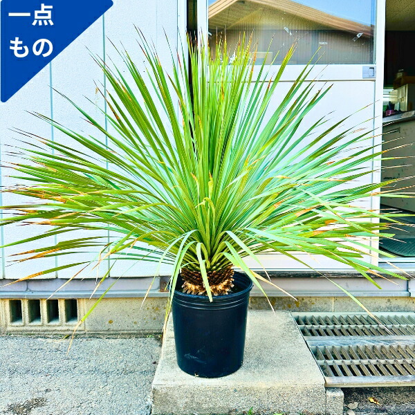 楽天市場】ユッカ ロストラータ（種類（植物）ユッカ）の通販