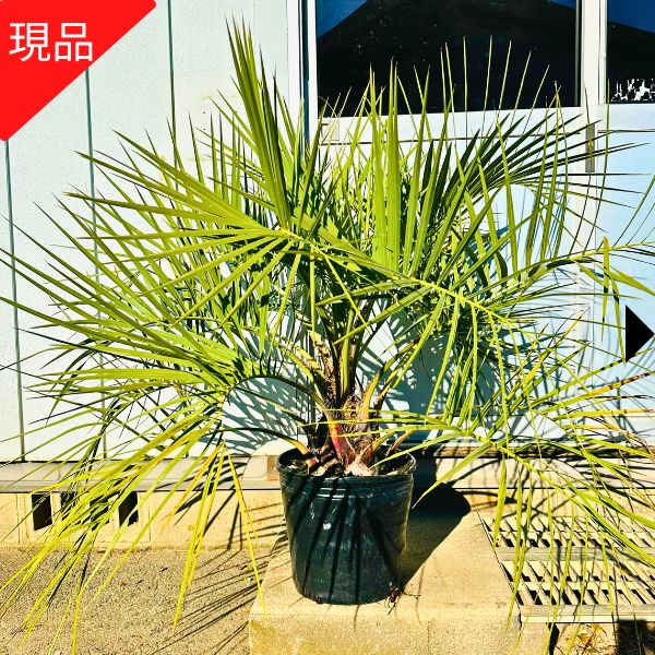 楽天市場】【現品発送】 ココスヤシ 10号 樹高1.2-1.3m(鉢底から) 南国