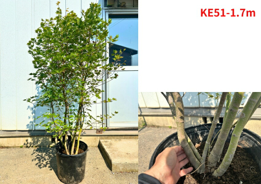 楽天市場】【現品発送】コハウチワカエデ 株立ち 12号 樹高1.7-2.1m(鉢