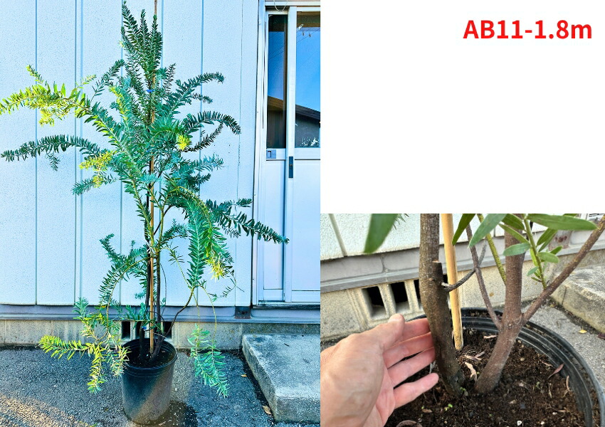 楽天市場】【現品発送】ブルーブッシュ アカシア 10号 1.8-2.2m(鉢底