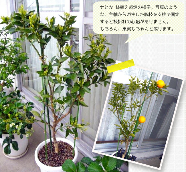 楽天市場】【せとか】 みかん 2年生接木苗 登録品種・品種登録 : 苗木