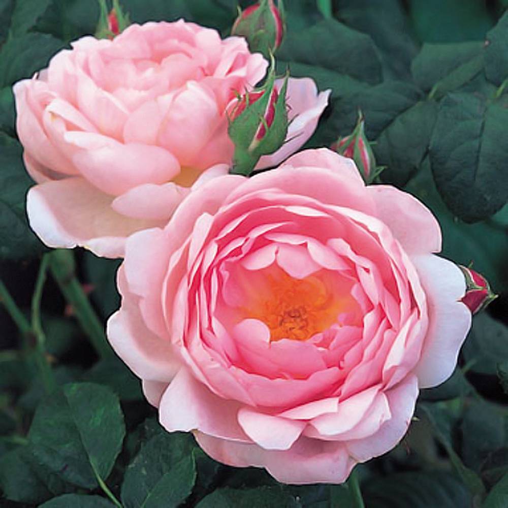 楽天市場】四季咲き強香バラ苗 セプタードアイル (ER) 6号ポット 大苗