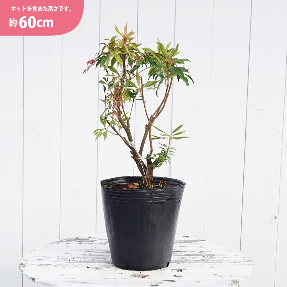 楽天市場】【斑入りアセビ】 根巻き または ポット苗 : 苗木部 by 花