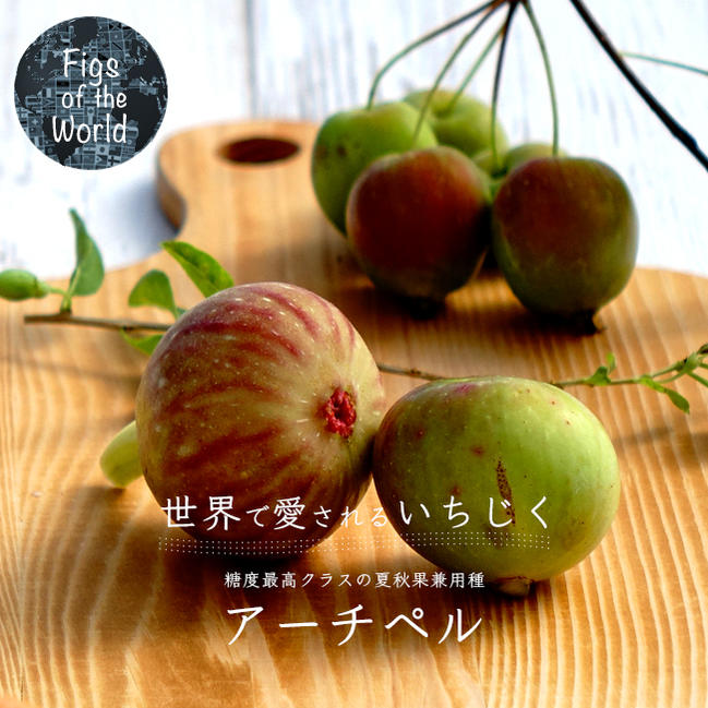 楽天市場】いちじく 【アーチペル】 1年生挿木苗 : 苗木部 by 花