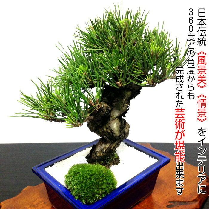 楽天市場】盆栽 松《別格》樹形美 樹齢20年 極太捻転幹 黒松『瑞宝