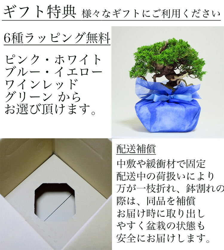 楽天市場】盆栽 桜 旭山桜 八重桜 二本立ち 日本庭園 選べる鉢色 樹齢6