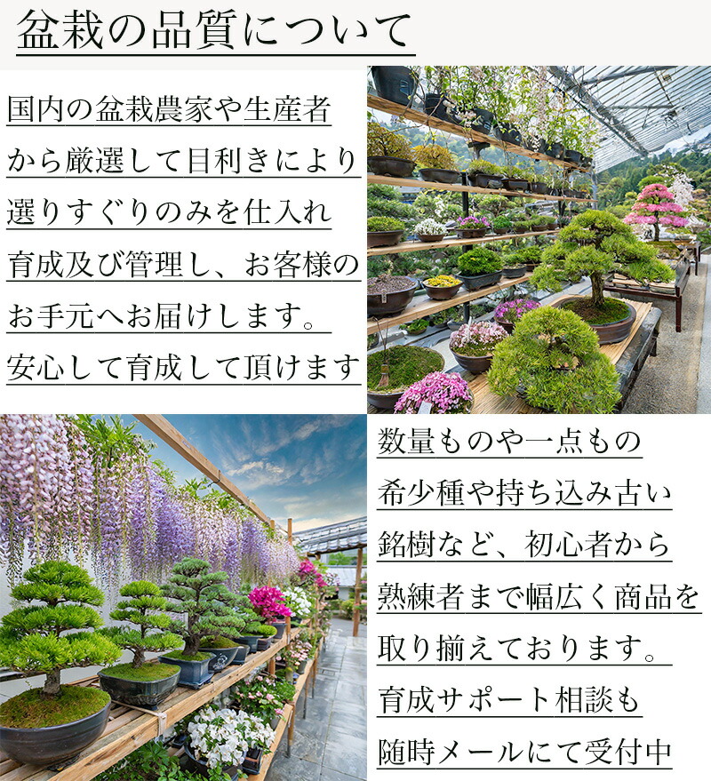 楽天市場】盆栽 松 吾妻五葉松 一点物 現品お届け 高級 希少 樹齢15年