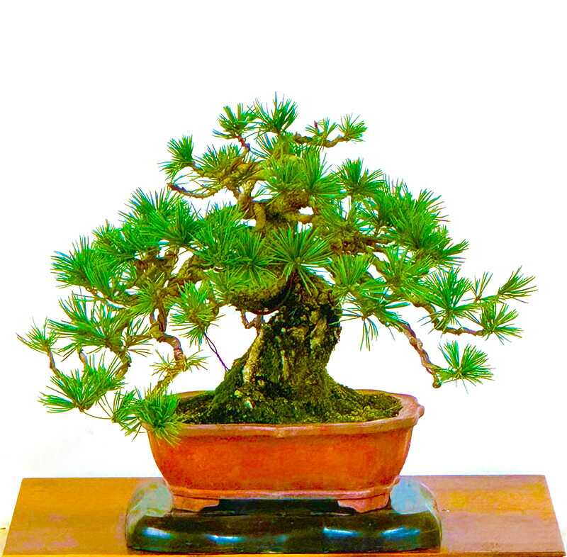 楽天市場】盆栽 松 希少 高級 一点物 現品お届け 樹齢40年 実生 赤石