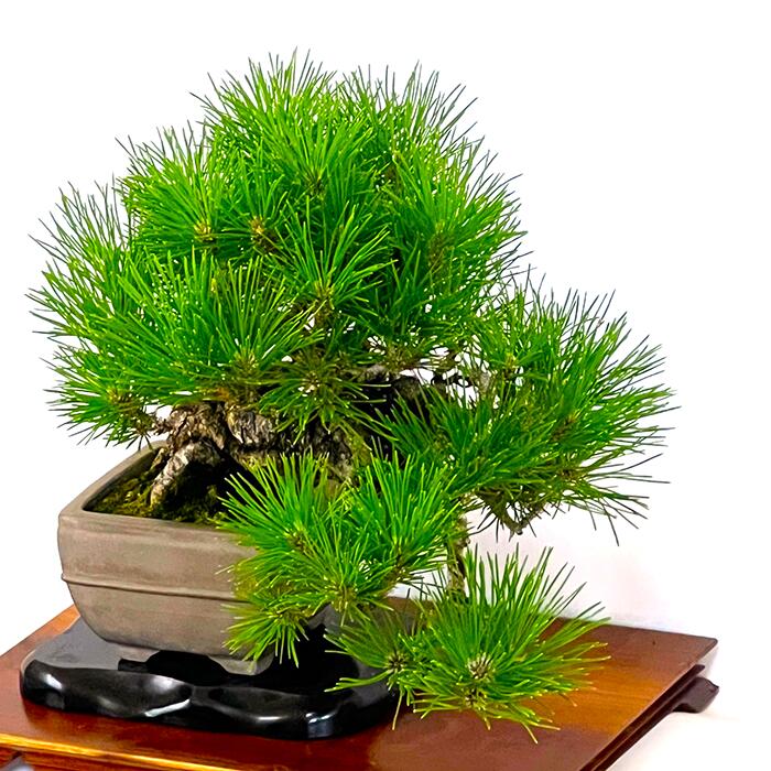 楽天市場】高級盆栽 松 樹齢40年 懸崖樹形 三河黒松 一点もの 現品お