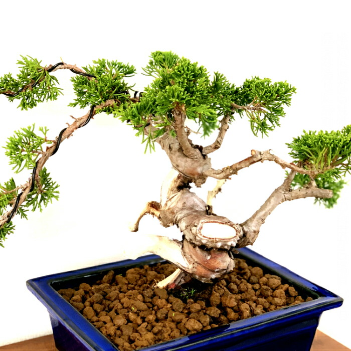 楽天市場】盆栽 真柏 樹齢25年 高級 一点物 糸魚川真柏【最高峰品質