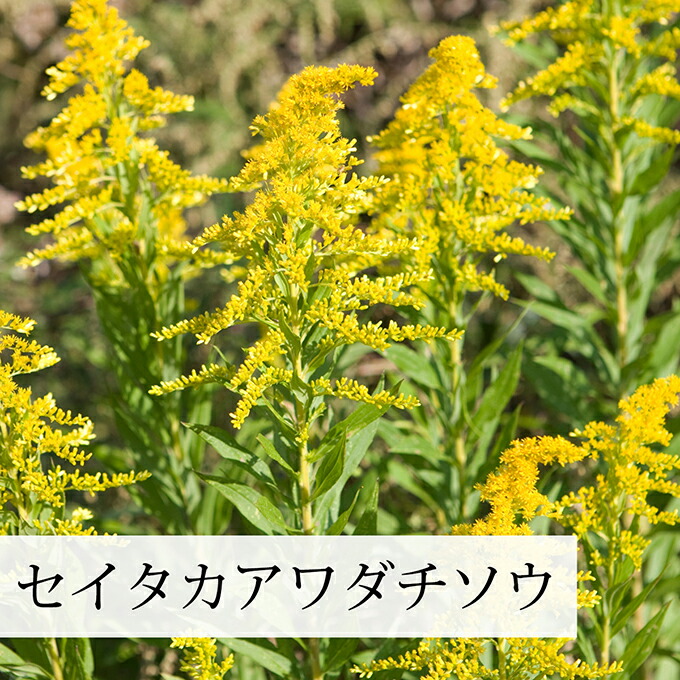 楽天市場】セイタカアワダチソウ 1kg 花 つぼみ 乾燥 茎 葉 国産 100
