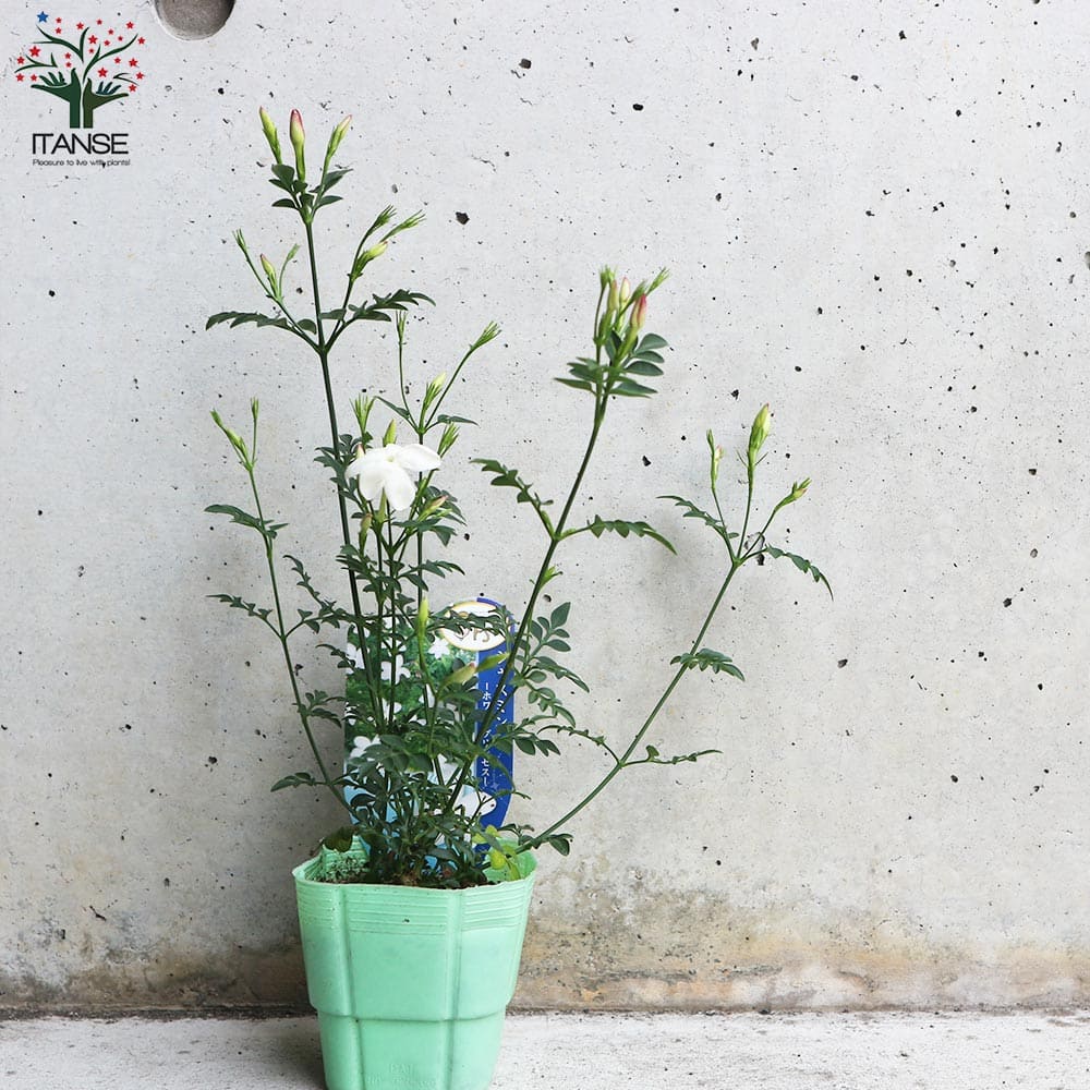 楽天市場】【送料無料】ジャスミン ホワイトプリンセス 庭木 3号ポット