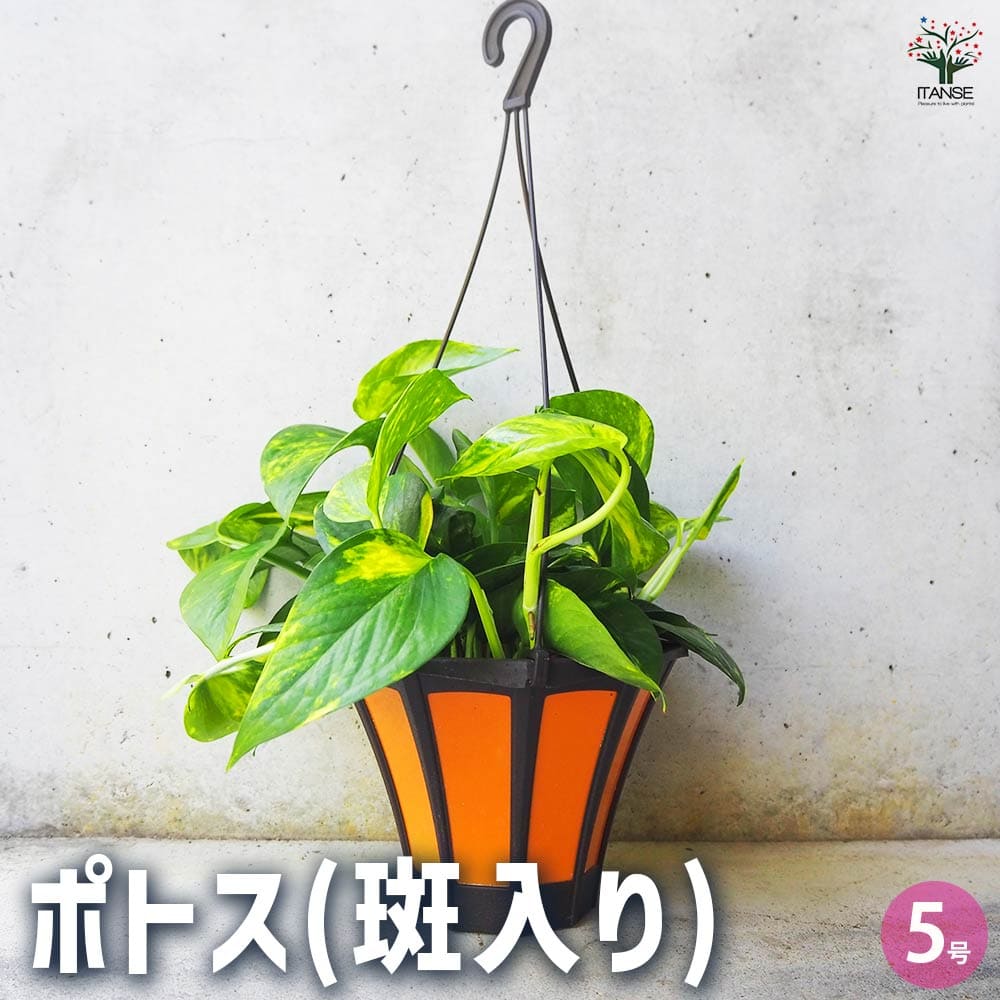 楽天市場】ポトス 吊り鉢（観葉植物｜花・観葉植物）：花・ガーデン