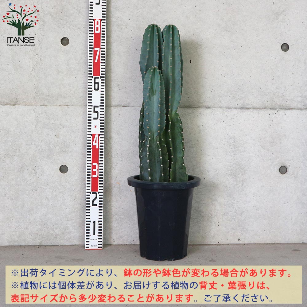 楽天市場】【送料無料】柱サボテン 
