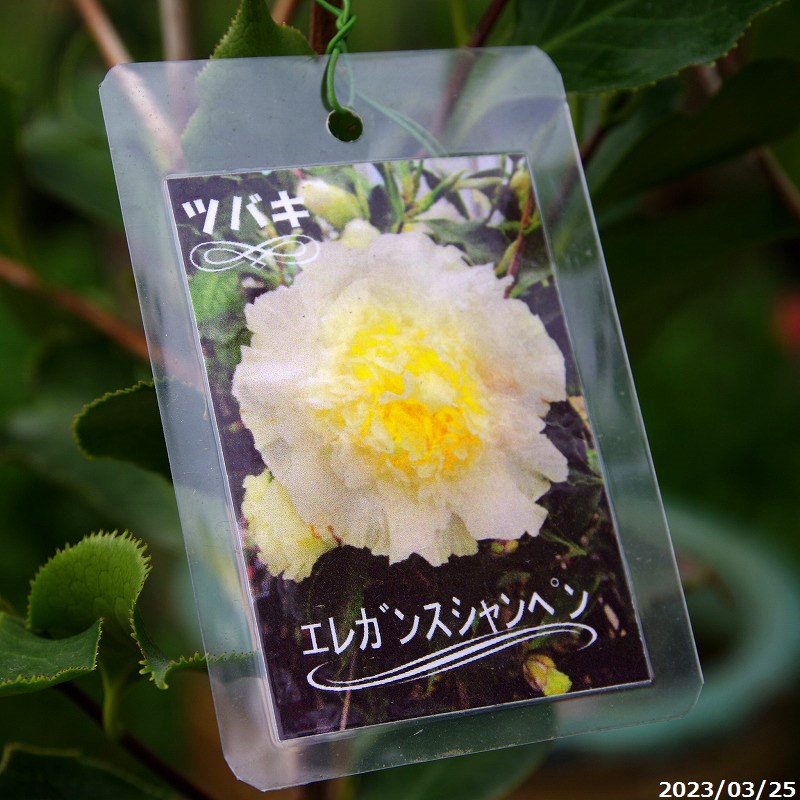 楽天市場】西洋椿 苗 エレガンス シャンペン 3年生挿木苗 4.5号 （長期