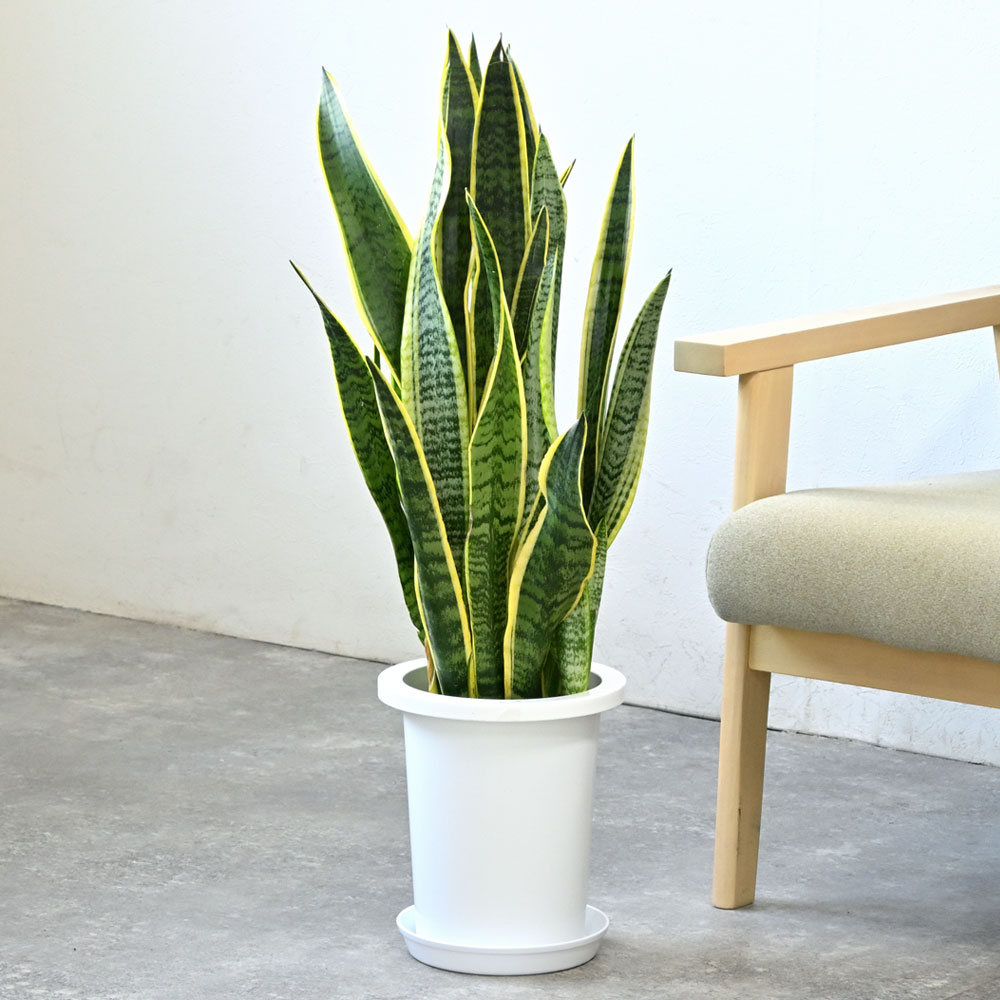 楽天市場】観葉植物 サンスベリア・ローレンティー 7号鉢 鉢カバー