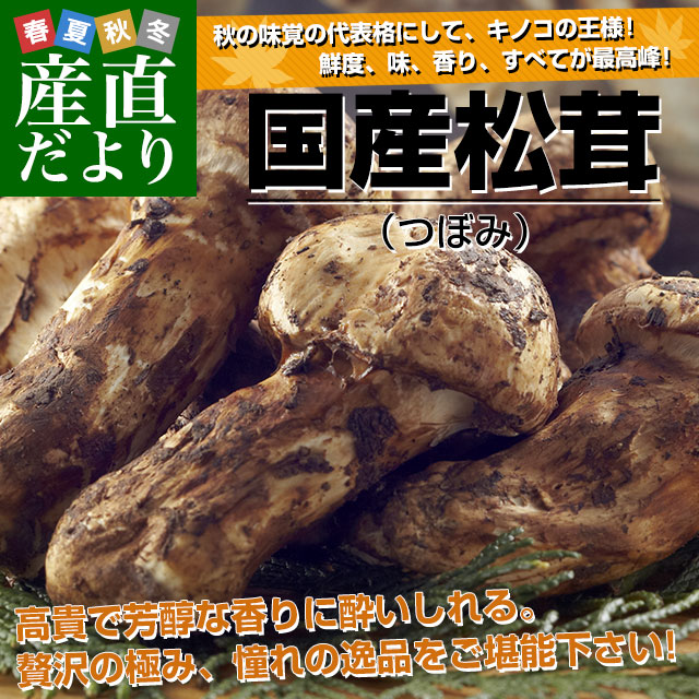 楽天市場】国産松茸（つぼみ）400g前後（4本から8本前後） 送料無料