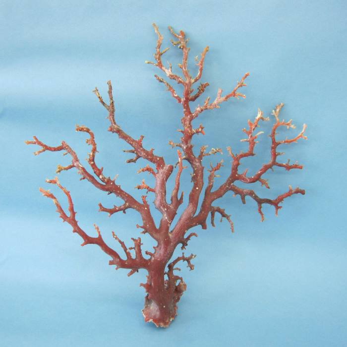 楽天市場】日本 高知産血赤珊瑚 原木 拝見 置物 素材 枝 パーツ 宝石
