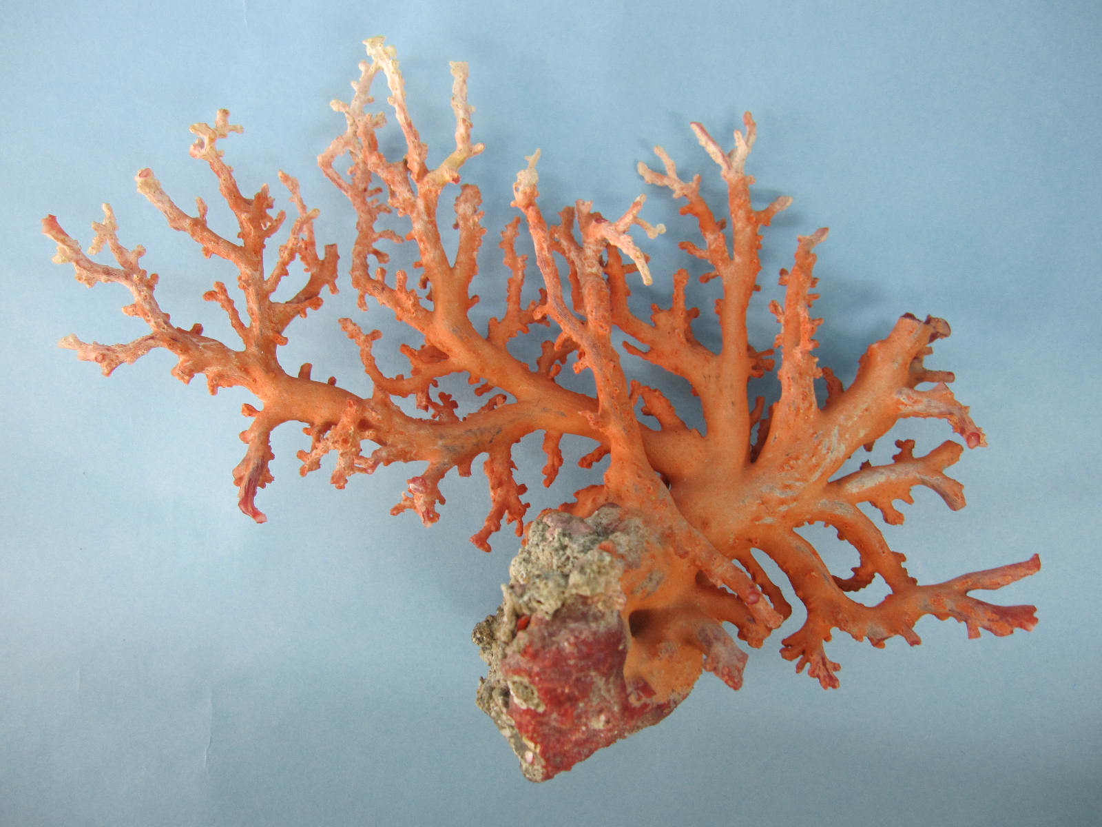 楽天市場】日本 高知沖産血赤珊瑚 原木 拝見 家宝 置物 飾り 盆栽風