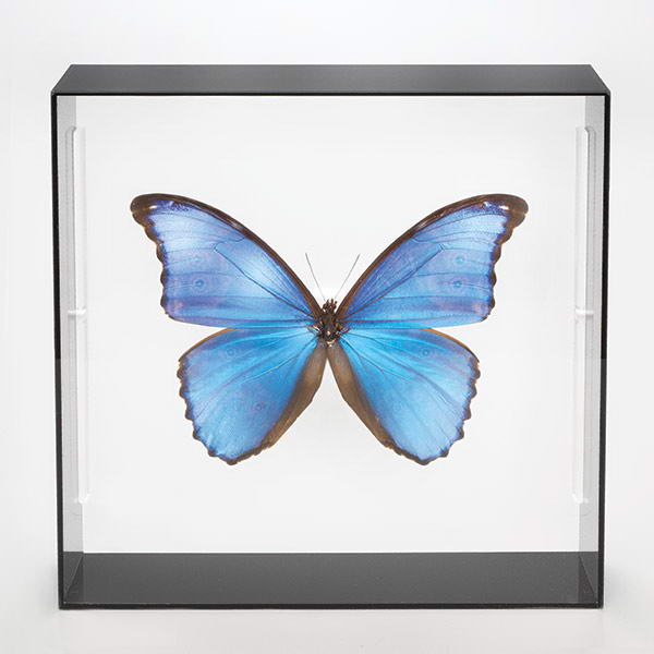 楽天市場】標本 アクリル 昆虫 蝶 標本コレクション ディディウス