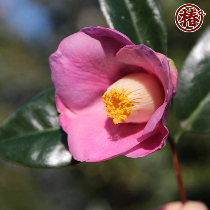 楽天市場】藤衣・ふじごろも15cmポット挿木苗・桃紫色～藤色を帯びる