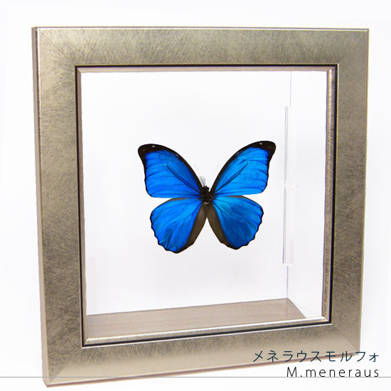 楽天市場】昆虫標本 蝶の標本 メネラウスモルフォ メタリック調ライト