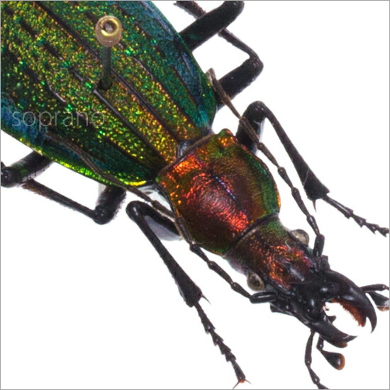 楽天市場】昆虫標本 オオルリオサムシ 2匹 メタリック調ライトフレーム