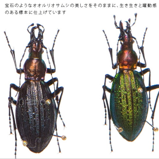 楽天市場】昆虫標本 オオルリオサムシ 2匹 メタリック調ライトフレーム