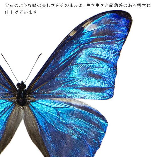 楽天市場】昆虫標本 蝶の標本 アドニスモルフォ メタリック調ライト