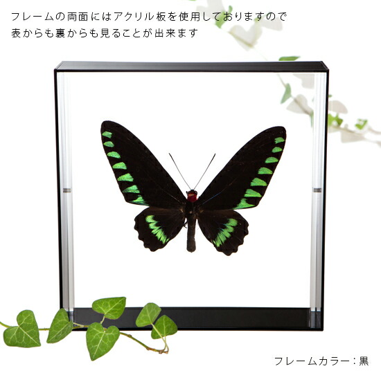 楽天市場】昆虫標本 蝶の標本 オオアカエリトリバネアゲハ アクリル