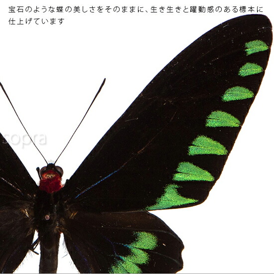 楽天市場】昆虫標本 蝶の標本 オオアカエリトリバネアゲハ アクリル