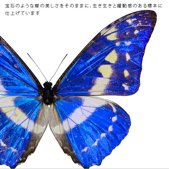 楽天市場】昆虫標本 蝶の標本 キプリスモルフォ メタリック調ライト