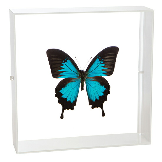 楽天市場】昆虫標本 蝶の標本 オオルリアゲハ アクリルフレーム 20cm角