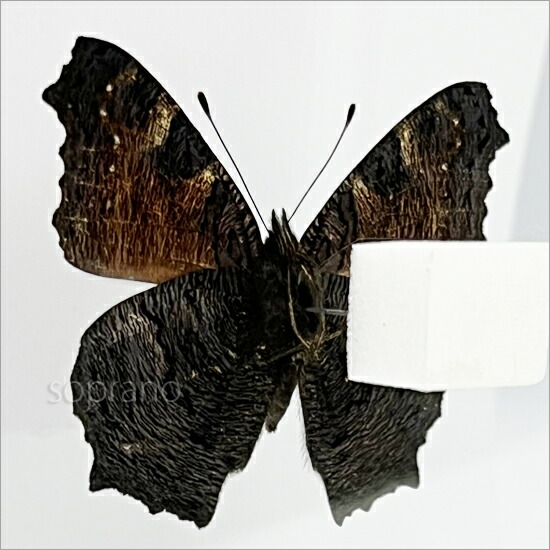楽天市場】昆虫標本 蝶の標本 クジャクチョウ メタリック調ライト