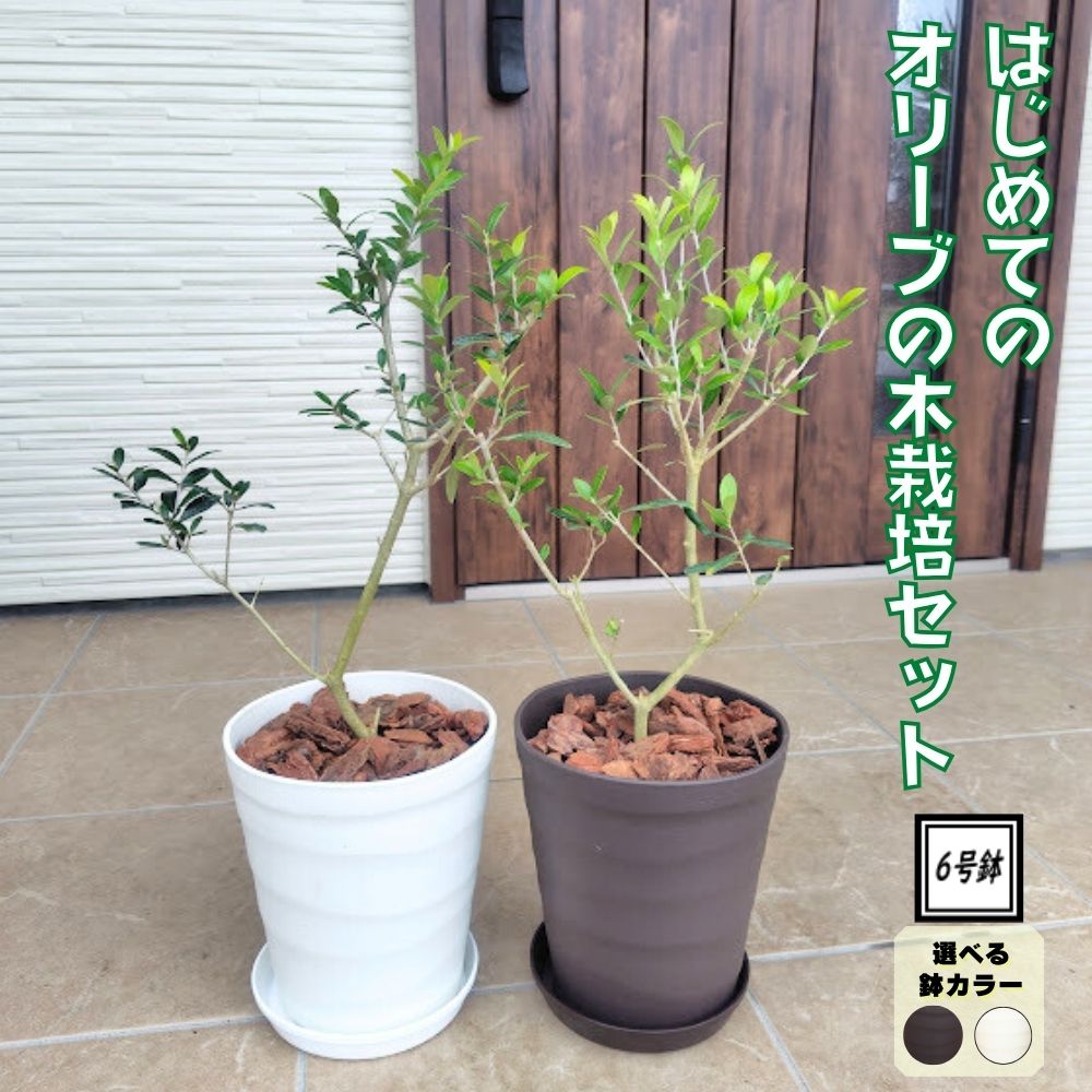 楽天市場】＼ランキング1位獲得！／ はじめてのオリーブの木栽培セット