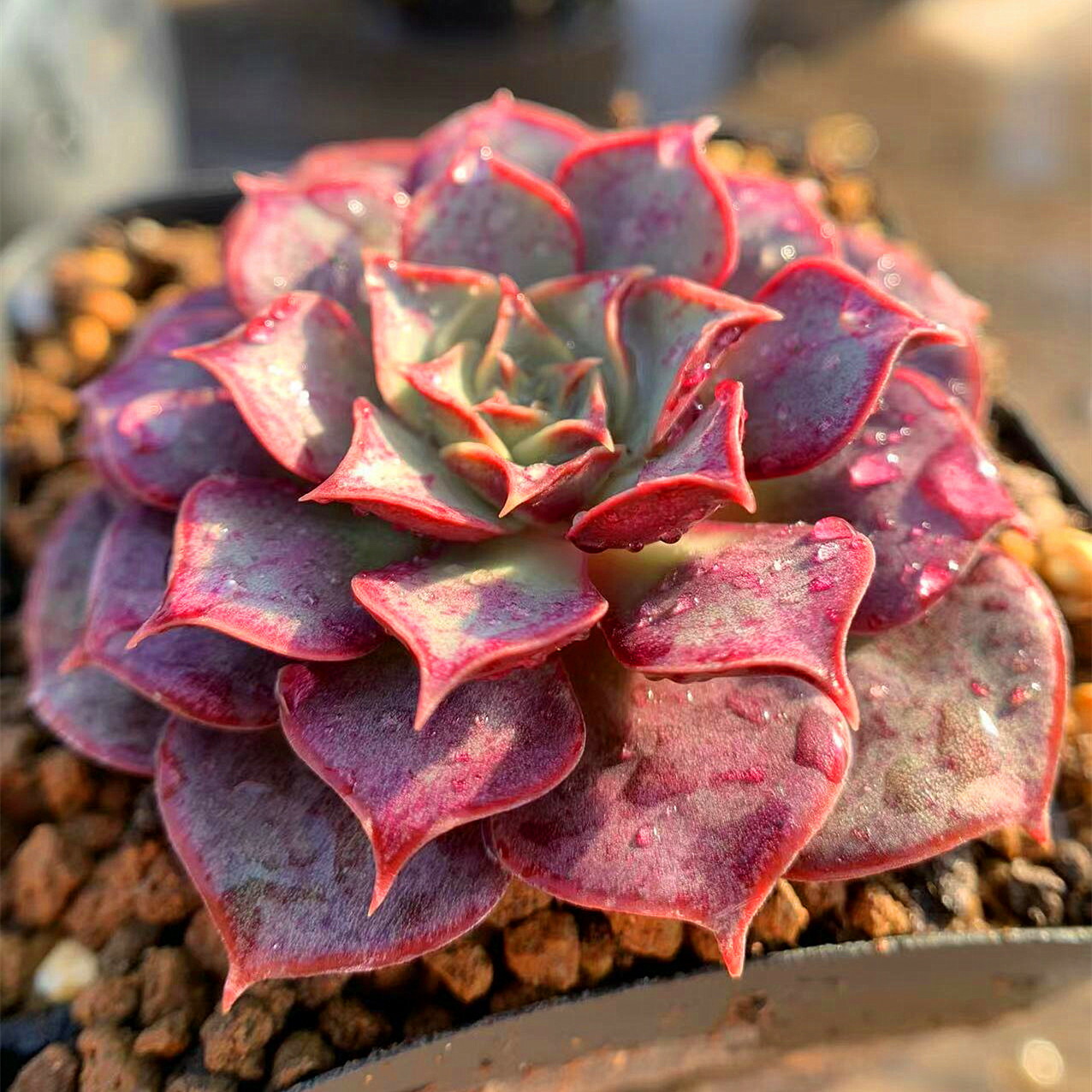 楽天市場】農園直売 多肉植物 寄せ植え エケベリア属 ロンギシマ （単