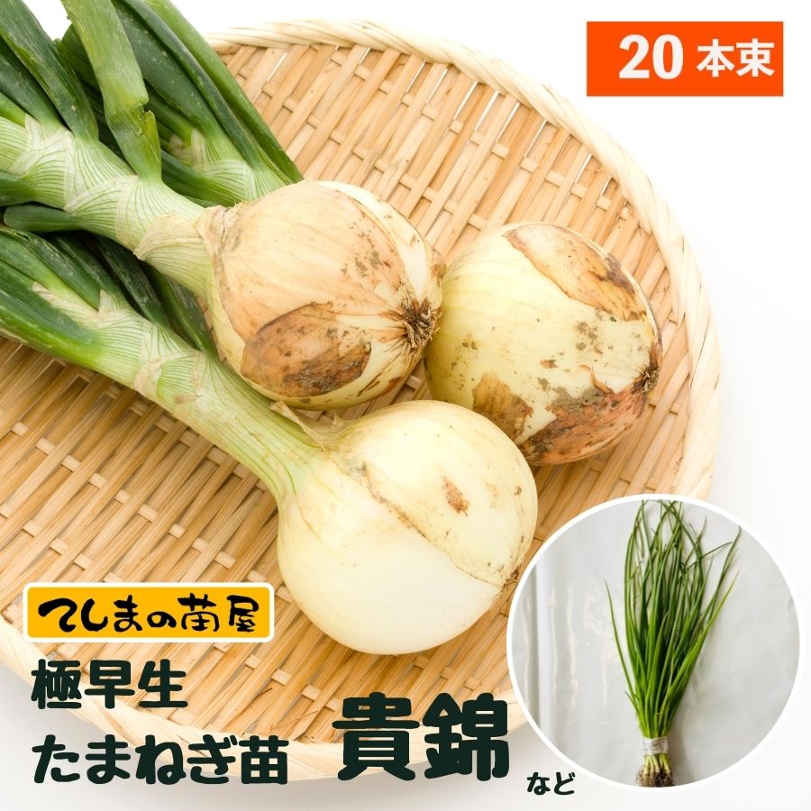 楽天市場】【予約受付中】 極早生 たまねぎ苗 約20本束 貴錦・スーパー
