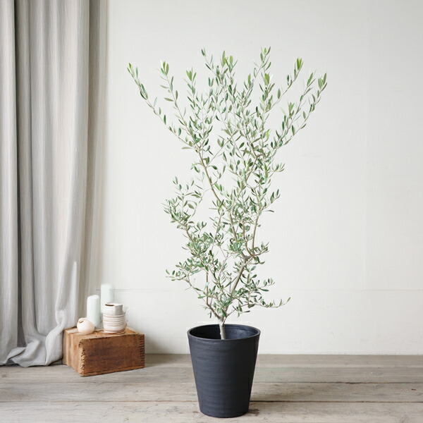 楽天市場】オリーブ ブラックセラアート鉢 8号鉢 送料無料 庭木