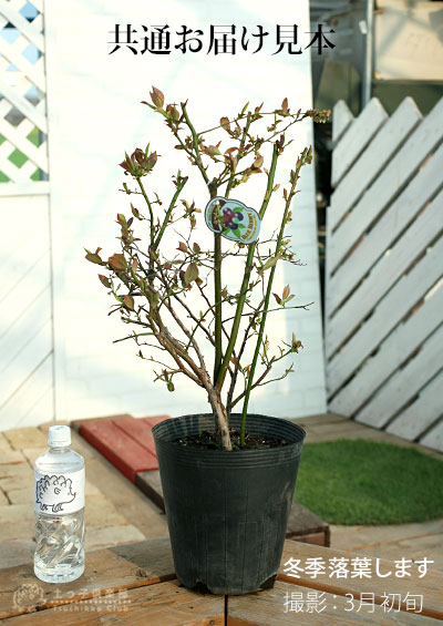 楽天市場】ブルーベリー （ 5年生 ） 7号ポット苗木 大苗 【 選べる